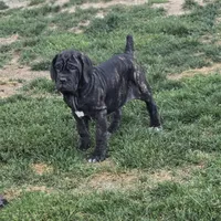 Ingrid, a male Great Dane and Neapolitan Mastiff for sale in Port Crane, NY – Photo 2 of 2