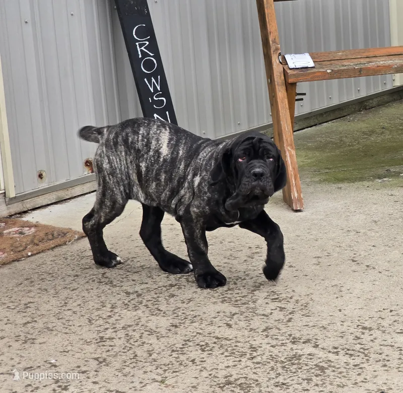 Brindle girl – Neapolitan Mastiff puppy for sale in Port Crane, NY