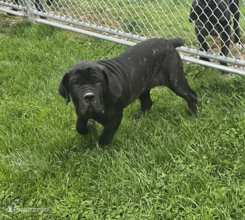 Black female – Neapolitan Mastiff puppy for sale in Port Crane, NY
