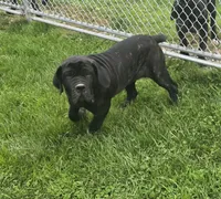 Black female, a female Neapolitan Mastiff for sale in Port Crane, NY – 1 of 4