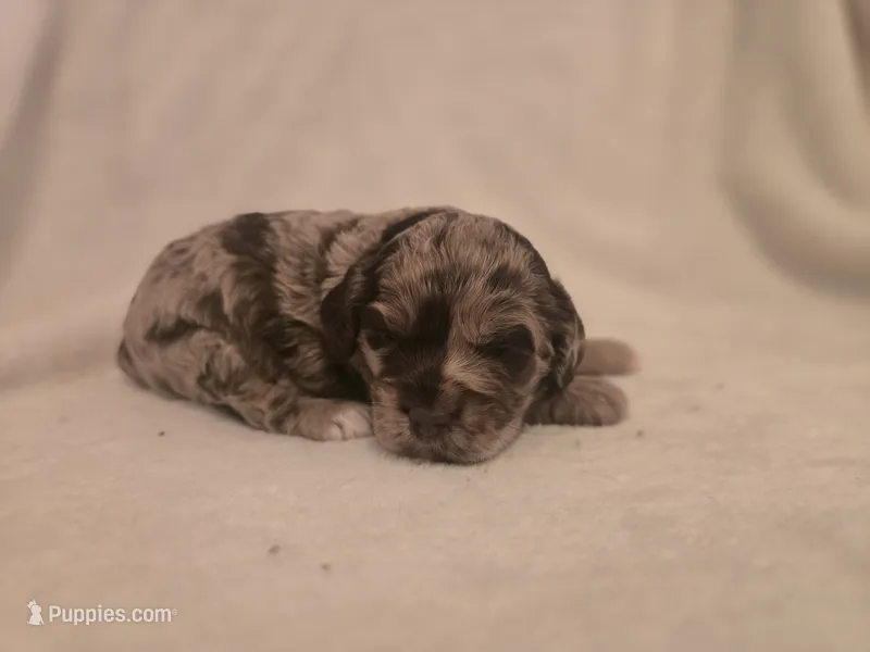 Female 2 – Cockapoo puppy for sale in Port Crane, NY
