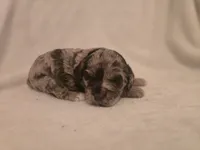 Female 2, a female Cockapoo for sale in Port Crane, NY – 1 of 3