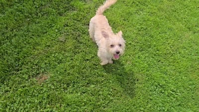 Zoey, a female Westiepoo for sale in Port Crane, NY – 2 of 2