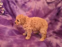 Peaches, a female Poodle - Toy  for sale in Port Crane, NY – 2 of 3