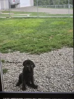 Ingrid, a female Great Dane and Neapolitan Mastiff for sale in Port Crane, NY – 4 of 4