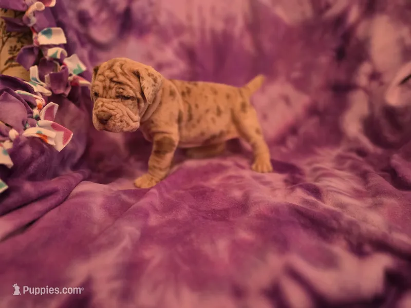 Merle girl – Neapolitan Mastiff puppy for sale in Port Crane, NY