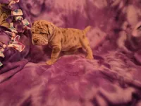 Merle girl, a female Neapolitan Mastiff for sale in Port Crane, NY – 1 of 4