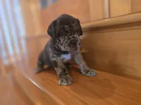 Drake, a male American Mastiff for sale in Port Crane, NY – 2 of 3