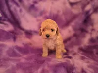 Peaches, a female Poodle - Toy  for sale in Port Crane, NY – 1 of 3