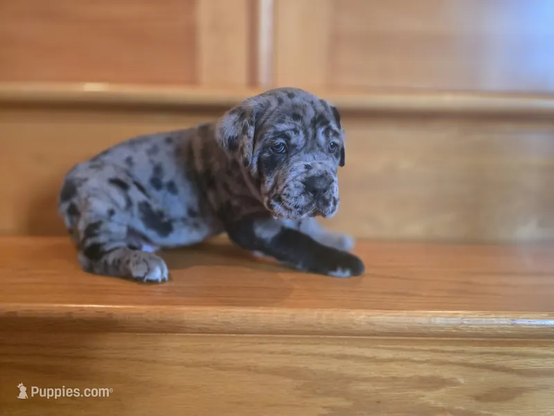 Dozer – American Mastiff puppy for sale in Port Crane, NY