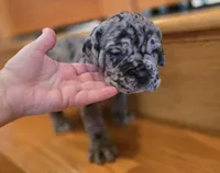 Lady Athena, a female American Mastiff for sale in Port Crane, NY – Photo 5 of 5