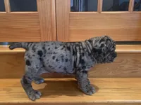 Lady Athena, a female American Mastiff for sale in Port Crane, NY – Photo 4 of 5