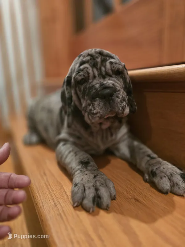 Lady Athena, a female American Mastiff for sale in Port Crane, NY – Photo 1 of 5