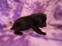 Ebony, a female American Mastiff for sale in Port Crane, NY – 3 of 3