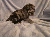 Erle, a male Neapolitan Mastiff for sale in Port Crane, NY – 5 of 5