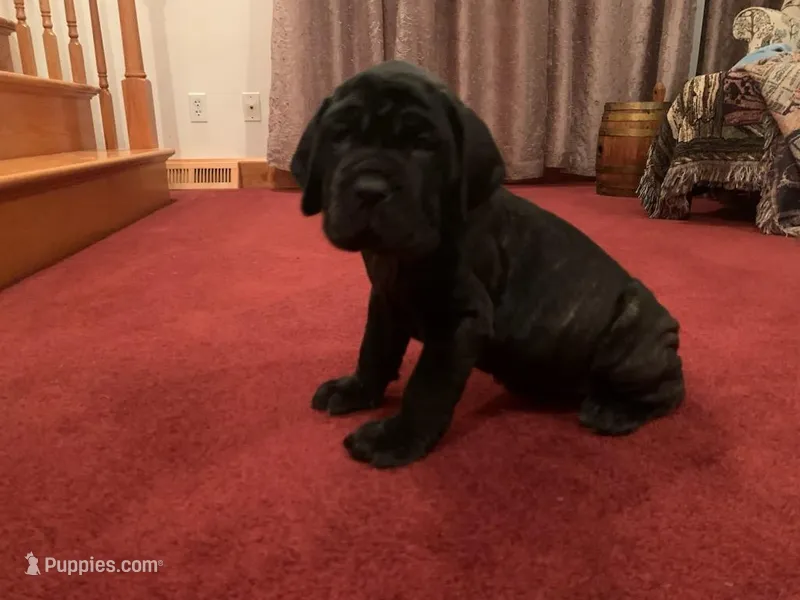 Ingrid – Neapolitan Mastiff puppy for sale in Port Crane, NY