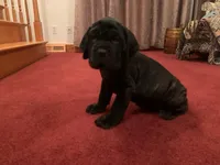 Ingrid, a female Neapolitan Mastiff for sale in Port Crane, NY – 1 of 2