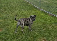 Dozer, a male American Mastiff for sale in Port Crane, NY – 7 of 7