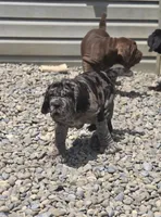 Erle, a male Neapolitan Mastiff for sale in Port Crane, NY – 1 of 6