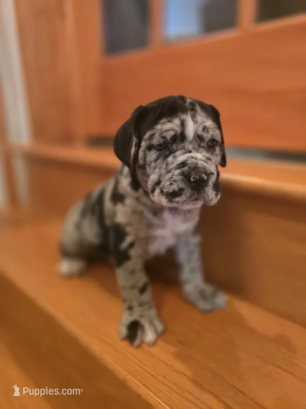 Theo – American Mastiff puppy for sale in Port Crane, NY