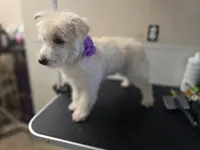 Sassy, a female Westiepoo for sale in Port Crane, NY – 2 of 3
