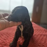 Hershey, a male Cocker Spaniel for sale in Port Crane, NY – Photo 1 of 4
