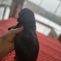 Hershey, a male Cocker Spaniel for sale in Port Crane, NY – Photo 2 of 4