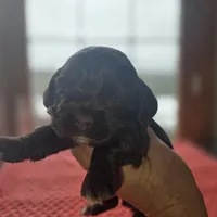 Hershey, a male Cocker Spaniel for sale in Port Crane, NY – Photo 3 of 4