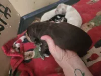 Hershey, a male Cocker Spaniel for sale in Port Crane, NY – Photo 1 of 2