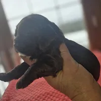 Hershey, a male Cocker Spaniel for sale in Port Crane, NY – Photo 4 of 4