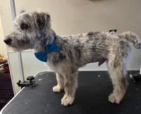 Frankie, a male Westiepoo for sale in Port Crane, NY – Photo 2 of 2