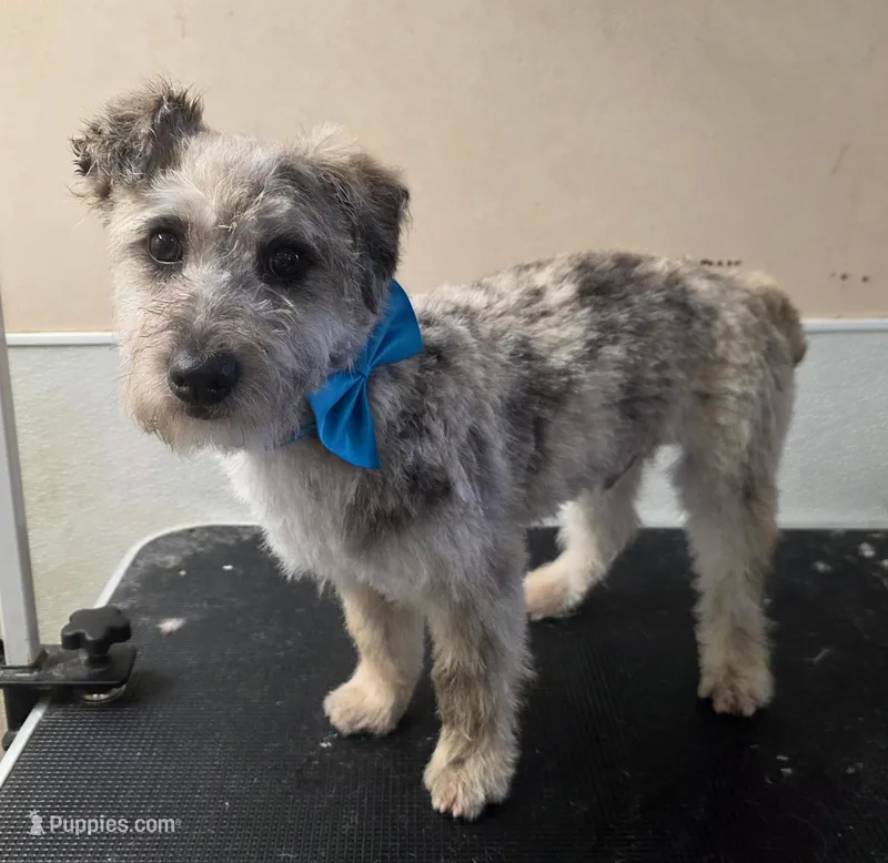 Frankie – Westiepoo puppy for sale in Port Crane, NY