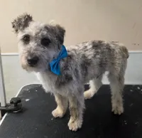 Frankie, a male Westiepoo for sale in Port Crane, NY – Photo 1 of 2