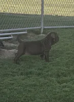 Princess coco, a female Neapolitan Mastiff for sale in Port Crane, NY – 4 of 5