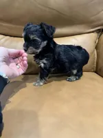 Teddie, a male Yorkipoo for sale in Port Crane, NY – Photo 1 of 2