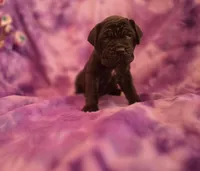 Ingrid, a female Neapolitan Mastiff for sale in Port Crane, NY – 2 of 2
