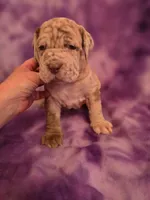 Merle girl, a female Neapolitan Mastiff for sale in Port Crane, NY – 3 of 4
