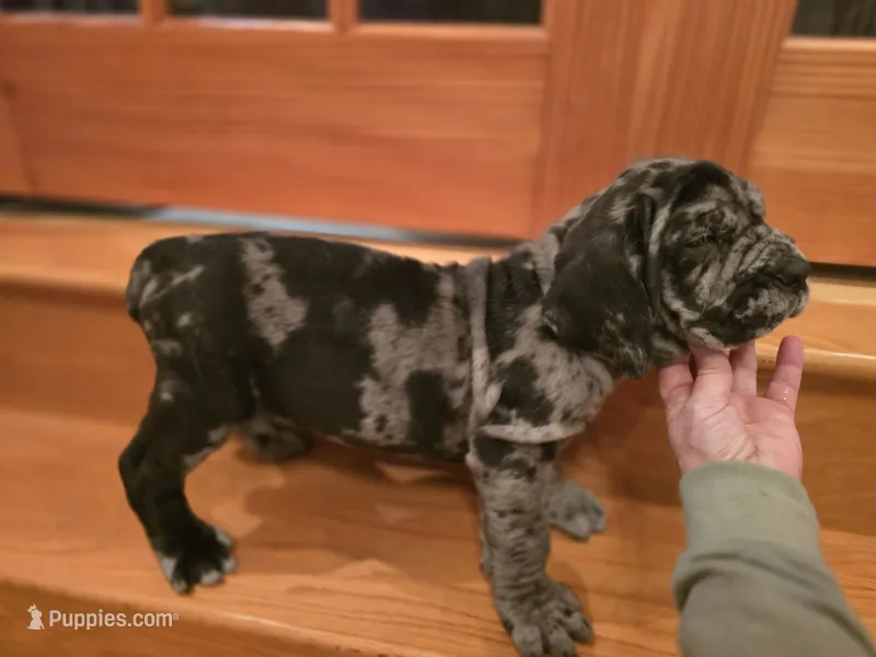Erle – Neapolitan Mastiff puppy for sale in Port Crane, NY