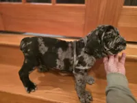 Erle, a male Neapolitan Mastiff for sale in Port Crane, NY – 3 of 6