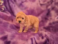 Peaches, a female Poodle - Toy  for sale in Port Crane, NY – 3 of 3