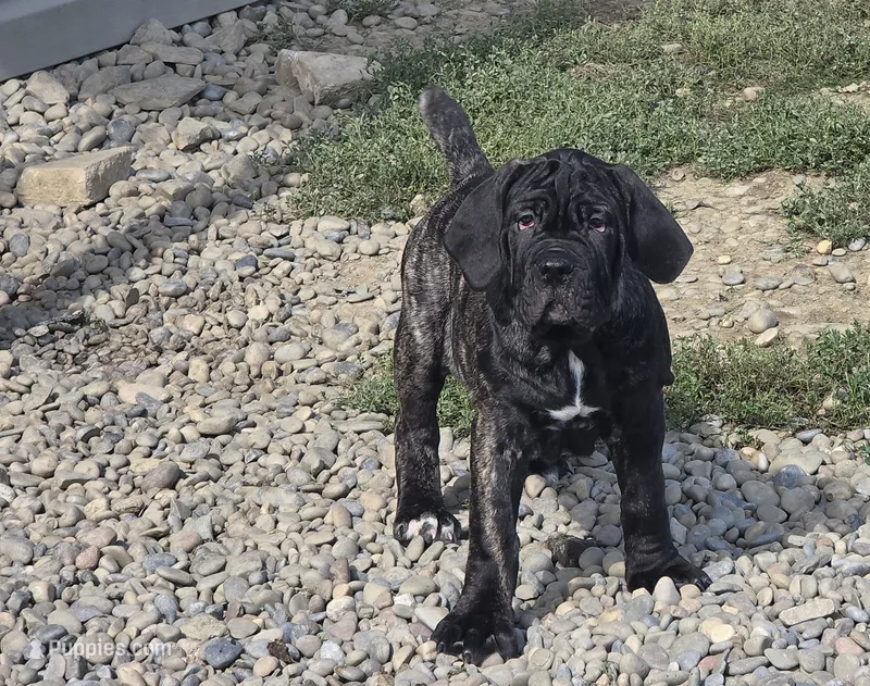 Brindle girl – Neapolitan Mastiff puppy for sale in Port Crane, NY
