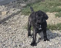 Brindle girl, a female Neapolitan Mastiff for sale in Port Crane, NY – 1 of 3