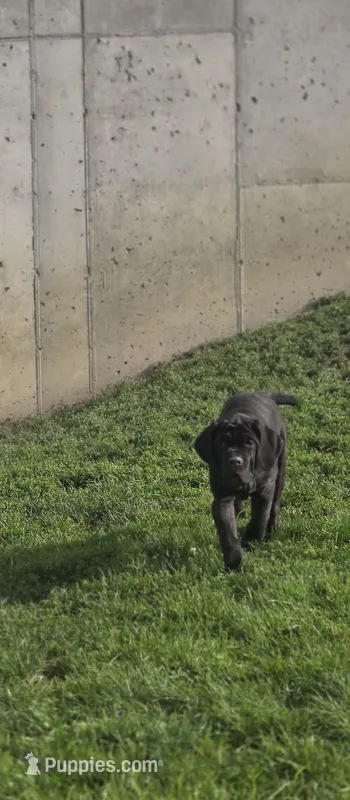 Ingrid – Great Dane, Neapolitan Mastiff puppy for sale in Port Crane, NY