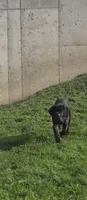 Ingrid, a female Great Dane and Neapolitan Mastiff for sale in Port Crane, NY – 1 of 4