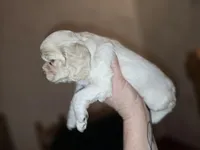 Trixie, a female Cocker Spaniel for sale in Port Crane, NY – Photo 2 of 3