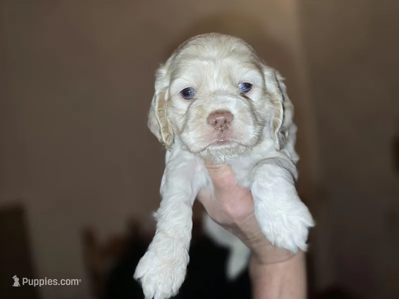 Trixie – Cocker Spaniel puppy for sale in Port Crane, NY