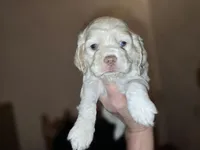 Trixie, a female Cocker Spaniel for sale in Port Crane, NY – Photo 1 of 3