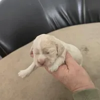 Trixie, a female Cocker Spaniel for sale in Port Crane, NY – Photo 3 of 3
