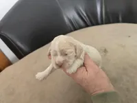 Trixie, a female Cocker Spaniel for sale in Port Crane, NY – Photo 1 of 2