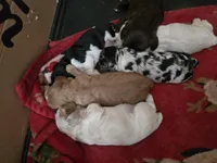 Red female, a female Cocker Spaniel for sale in Port Crane, NY – Photo 2 of 2